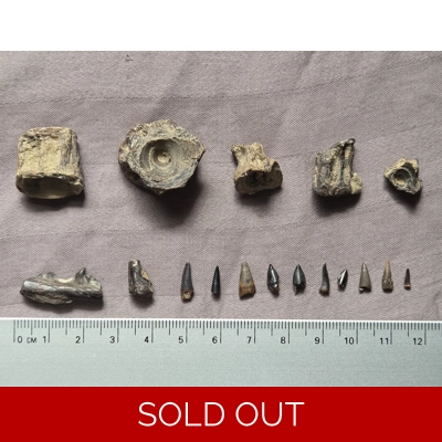 Very Rare Fish Tooth/Bone Set Fossil South Dakota Cretaceous Greenhorn Fm